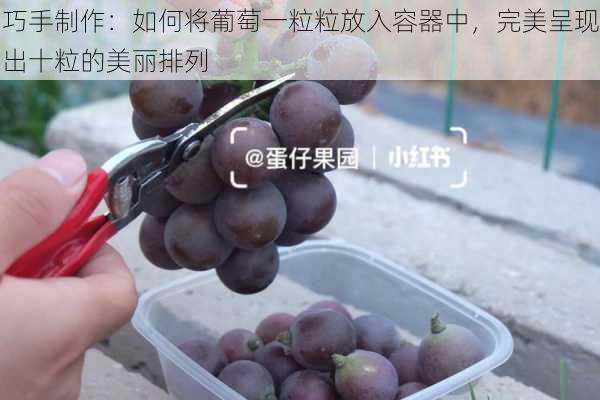 巧手制作:如何将葡萄一粒粒放入容器中,完美呈现出十粒的美丽排列