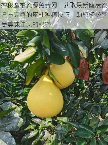 探秘蜜柚资源免费网:获取最新健康资讯与完善的蜜柚种植技巧,助您轻松享受美味佳果的秘密