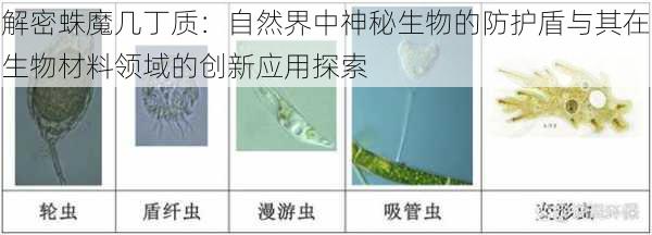 解密蛛魔几丁质:自然界中神秘生物的防护盾与其在生物材料领域的创新应用探索