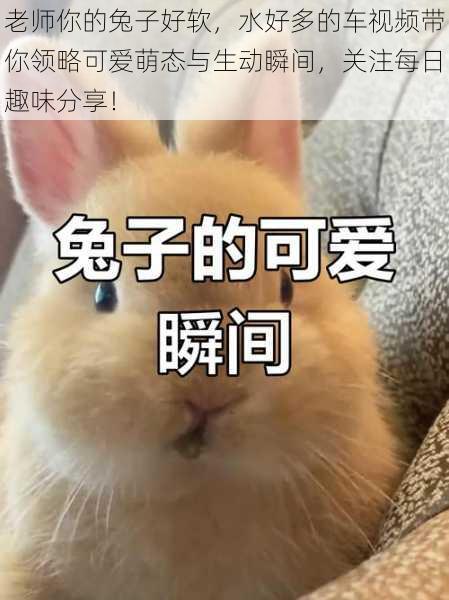 老师你的兔子好软，水好多的车视频带你领略可爱萌态与生动瞬间，关注每日趣味分享！