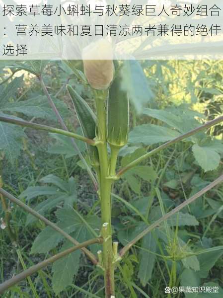 探索草莓小蝌蚪与秋葵绿巨人奇妙组合:营养美味和夏日清凉两者兼得的绝佳选择