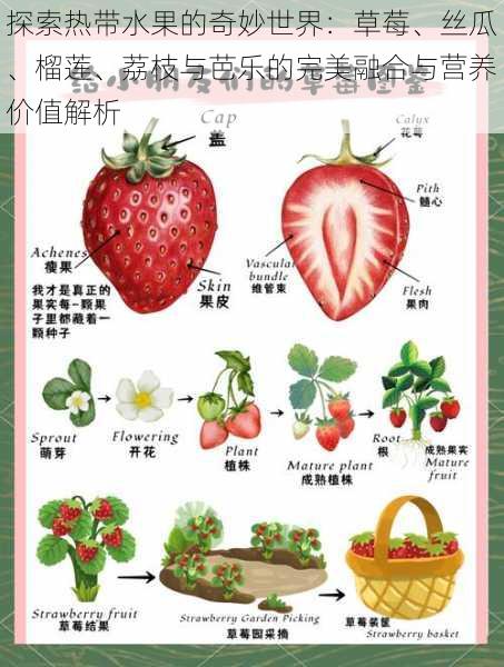 探索热带水果的奇妙世界:草莓、丝瓜、榴莲、荔枝与芭乐的完美融合与营养价值解析