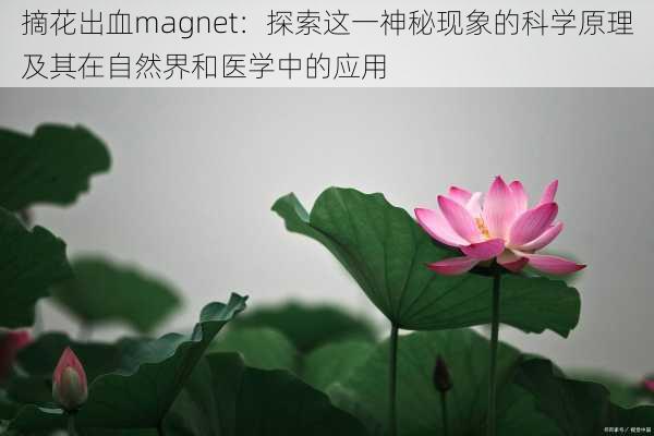 摘花出血magnet:探索这一神秘现象的科学原理及其在自然界和医学中的应用