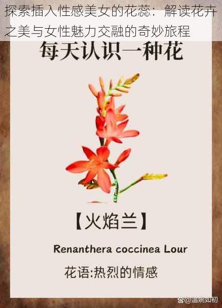 探索插入性感美女的花蕊：解读花卉之美与女性魅力交融的奇妙旅程