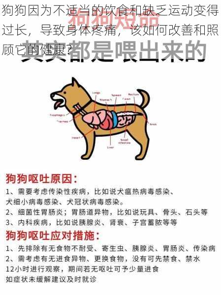 狗狗因为不适当的饮食和缺乏运动变得过长,导致身体疼痛,该如何改善和照顾它的健康?