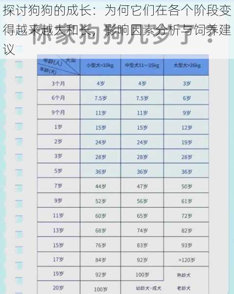 探讨狗狗的成长:为何它们在各个阶段变得越来越大和长,影响因素分析与饲养建议