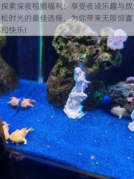 探索深夜视频福利:享受夜晚乐趣与放松时光的最佳选择,为你带来无限惊喜和快乐!