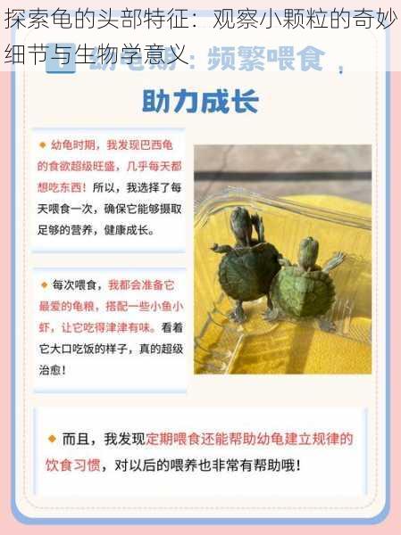 探索龟的头部特征:观察小颗粒的奇妙细节与生物学意义