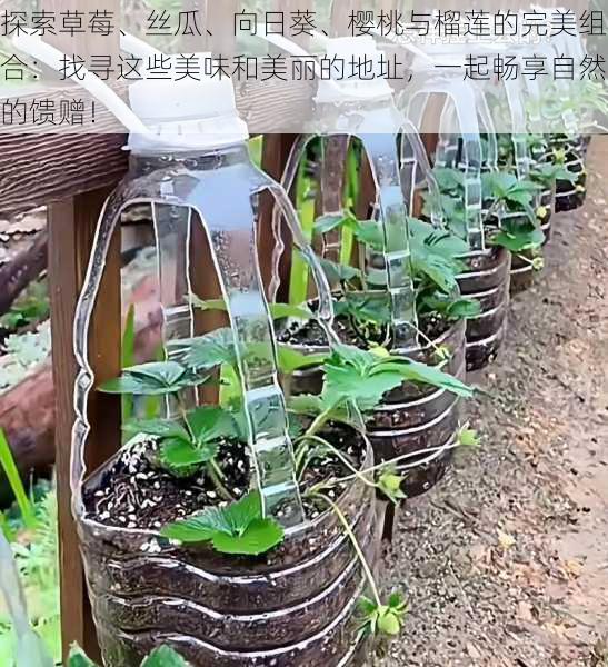 探索草莓、丝瓜、向日葵、樱桃与榴莲的完美组合:找寻这些美味和美丽的地址,一起畅享自然的馈赠!
