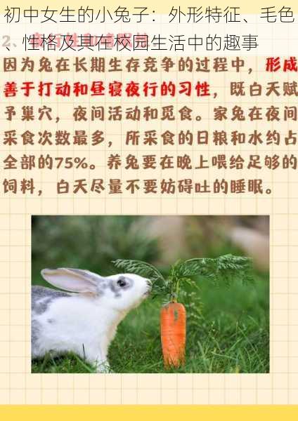 初中女生的小兔子:外形特征、毛色、性格及其在校园生活中的趣事
