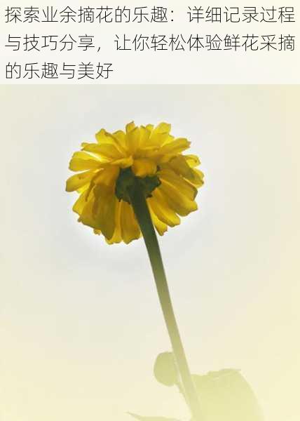探索业余摘花的乐趣:详细记录过程与技巧分享,让你轻松体验鲜花采摘的乐趣与美好